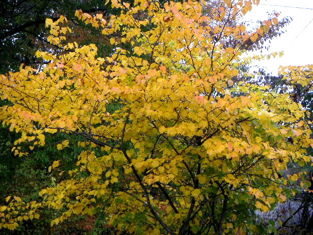 f:id:myfavorite-antiques:20111024210636j:image f:id:myfavorite-antiques:20111024210636j:image