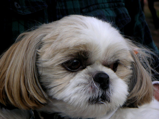 f:id:myfavorite-antiques:20111024211329j:image:w360:left f:id:myfavorite-antiques:20111024211329j:image:w360:left