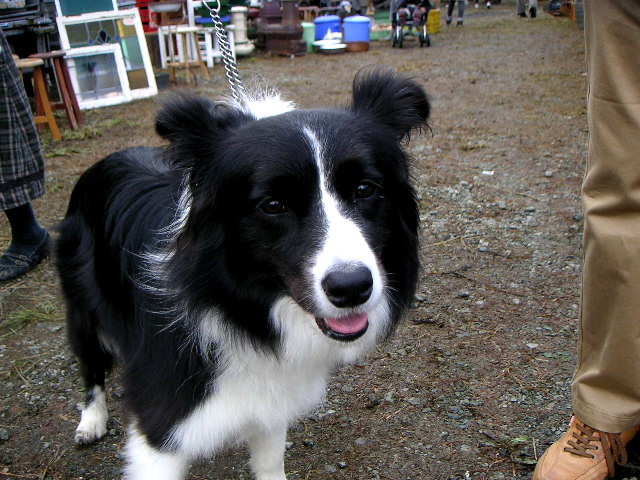 f:id:myfavorite-antiques:20111024211330j:image:w360:right f:id:myfavorite-antiques:20111024211330j:image:w360:right