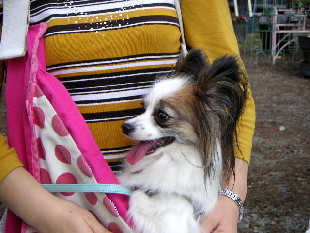 f:id:myfavorite-antiques:20111024211331j:image:w360:right f:id:myfavorite-antiques:20111024211331j:image:w360:right