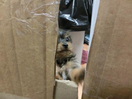 f:id:myfavorite-antiques:20140821101448j:image