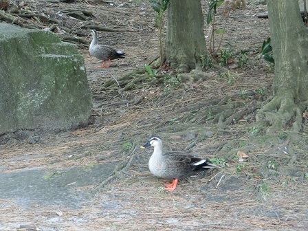 f:id:myfavorite-antiques:20170101130536j:image