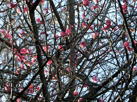 f:id:myfavorite-antiques:20170108080503j:image f:id:myfavorite-antiques:20170108080503j:image