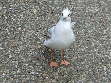 f:id:myfavorite-antiques:20170110084720j:image