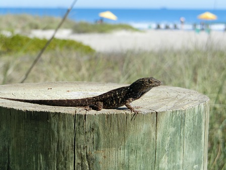 f:id:myfavorite-antiques:20170127172917j:image f:id:myfavorite-antiques:20170127172917j:image