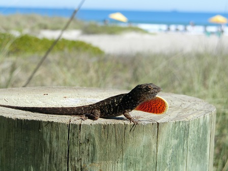 f:id:myfavorite-antiques:20170127172918j:image f:id:myfavorite-antiques:20170127172918j:image