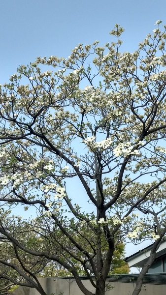 f:id:myfavorite-antiques:20180405071145j:plain