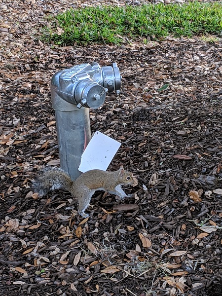 ディズニーワールドに行ったよーなっちゃんのにこにこブログ