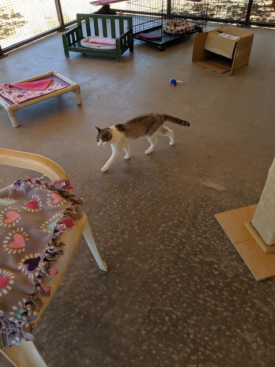 f:id:myfavorite-antiques:20190711173257j:plain f:id:myfavorite-antiques:20190711173257j:plain
