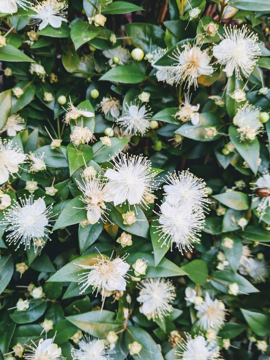 f:id:myfavorite-antiques:20200617084352j:plain