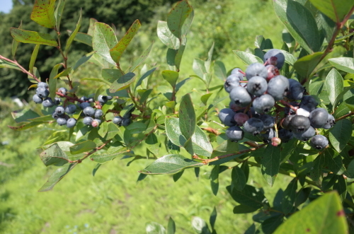 f:id:myfavorite-antiques:20200828085657j:plain