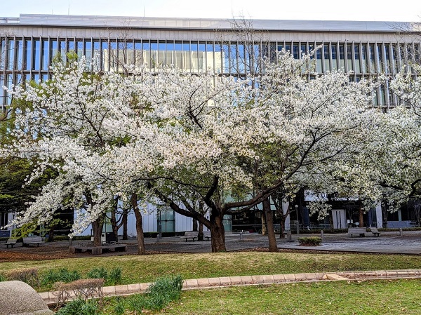 なっちゃんのにこにこブログ　桜