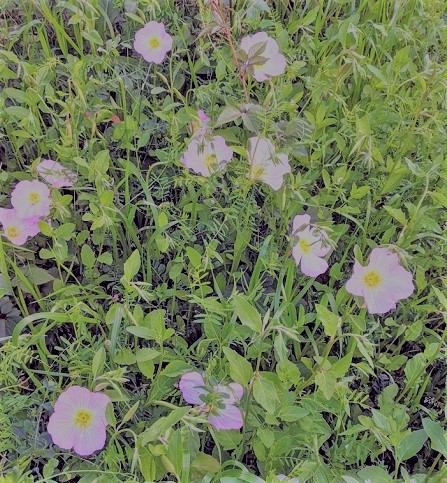 なっちゃんのにこにこブログ