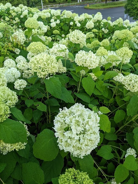 なっちゃんのにこにこブログ あじさい