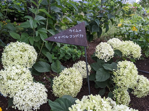 なっちゃんのにこにこブログ　あじさい