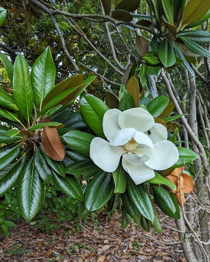 なっちゃんのにこにこブログ