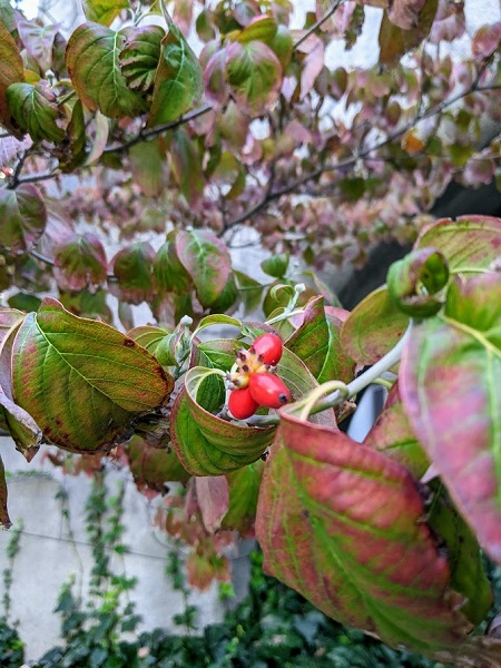 なっちゃんのにこにこブログ