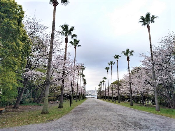 なっちゃんのにこにこブログ 桜