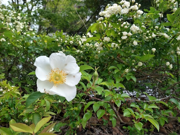 なっちゃんのにこにこブログ