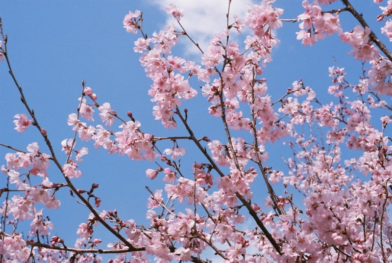 f:id:myinterestsdiary:20150503082152j:plain f:id:myinterestsdiary:20150503082152j:plain