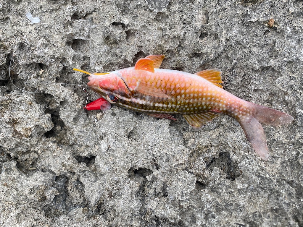 f:id:myk20191006:20200215105906j:image