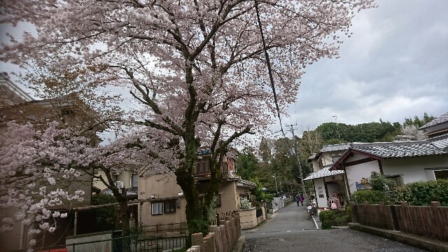 f:id:mykyoto075:20170409201212j:image f:id:mykyoto075:20170409201212j:image
