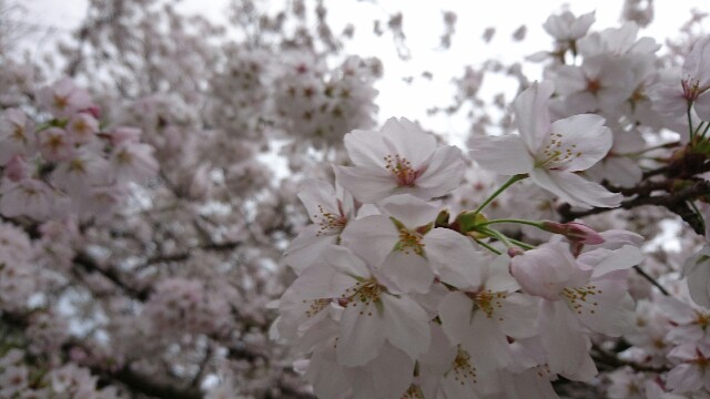 f:id:mykyoto075:20170409202626j:image f:id:mykyoto075:20170409202626j:image