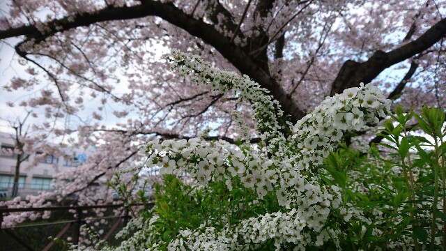 f:id:mykyoto075:20170412202002j:image f:id:mykyoto075:20170412202002j:image