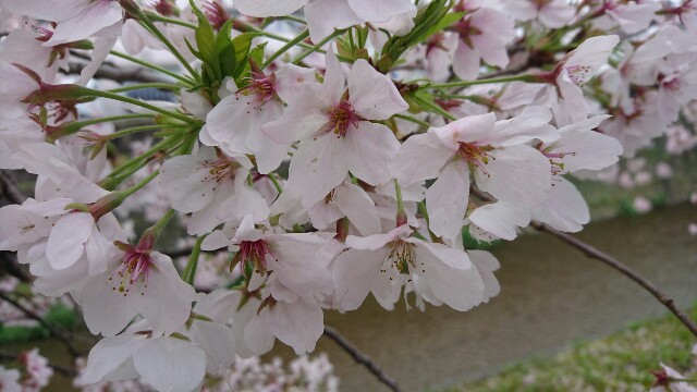 f:id:mykyoto075:20170412211059j:image f:id:mykyoto075:20170412211059j:image