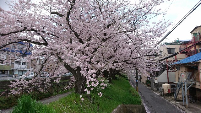 f:id:mykyoto075:20170412211232j:image f:id:mykyoto075:20170412211232j:image