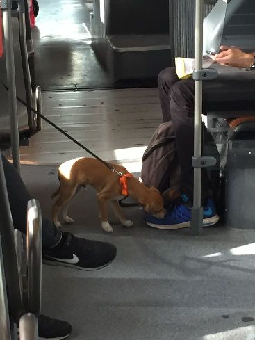 f:id:mylifeafterbc:20180909062308j:plain