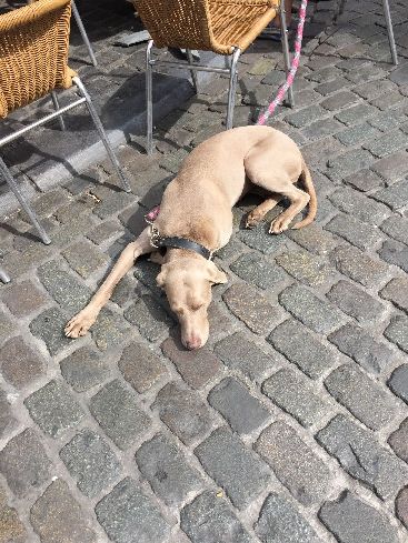 f:id:mylifeafterbc:20180909071841j:plain