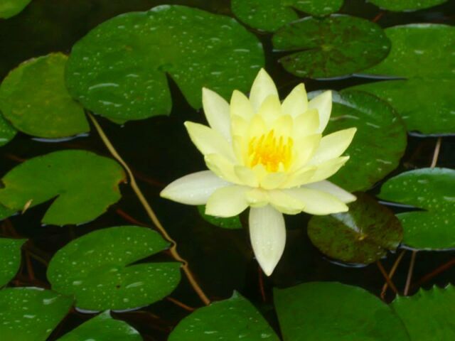 f:id:mylifeafterbc:20181010152455j:plain f:id:mylifeafterbc:20181010152455j:plain
