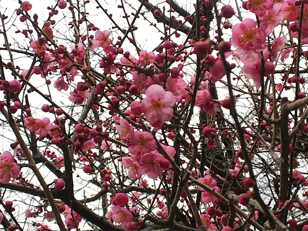 f:id:mylifeafterbc:20190214225151j:plain f:id:mylifeafterbc:20190214225151j:plain