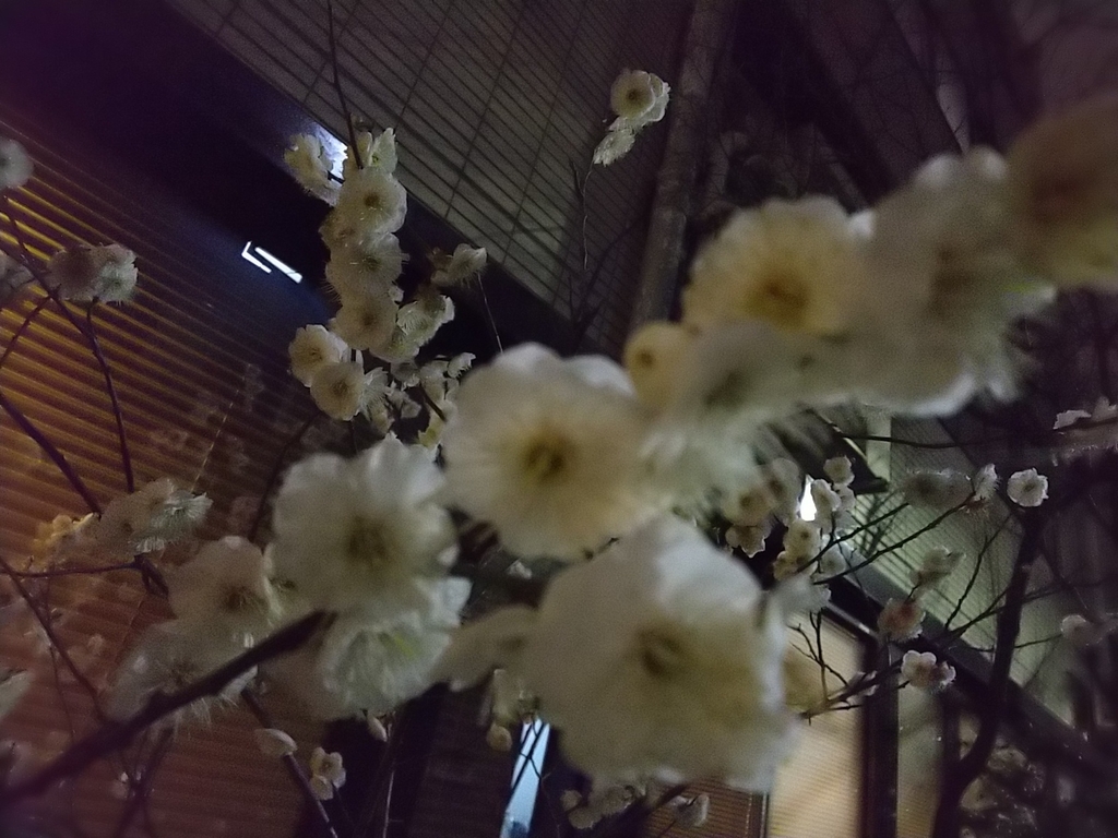 f:id:mylifeafterbc:20190214225219j:plain f:id:mylifeafterbc:20190214225219j:plain