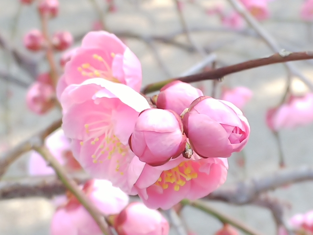 f:id:mylifeafterbc:20190217173844j:plain f:id:mylifeafterbc:20190217173844j:plain