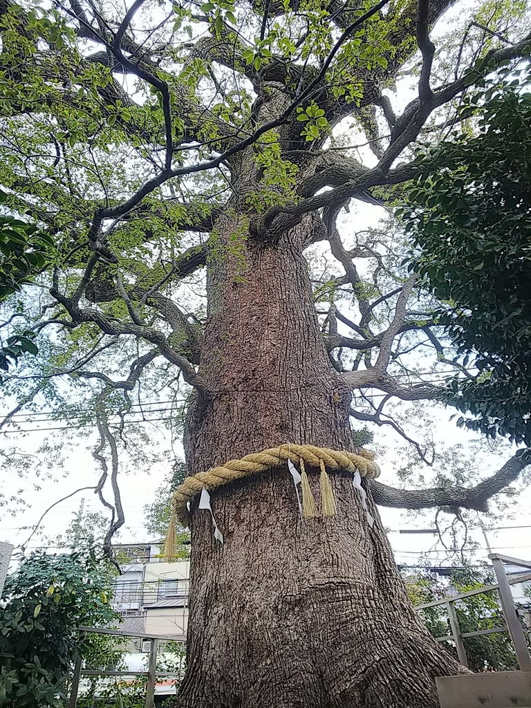 f:id:mylifeafterbc:20190217180251j:plain f:id:mylifeafterbc:20190217180251j:plain
