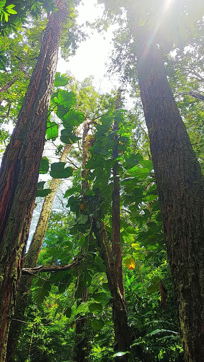 f:id:mylifeafterbc:20190705130531j:plain f:id:mylifeafterbc:20190705130531j:plain
