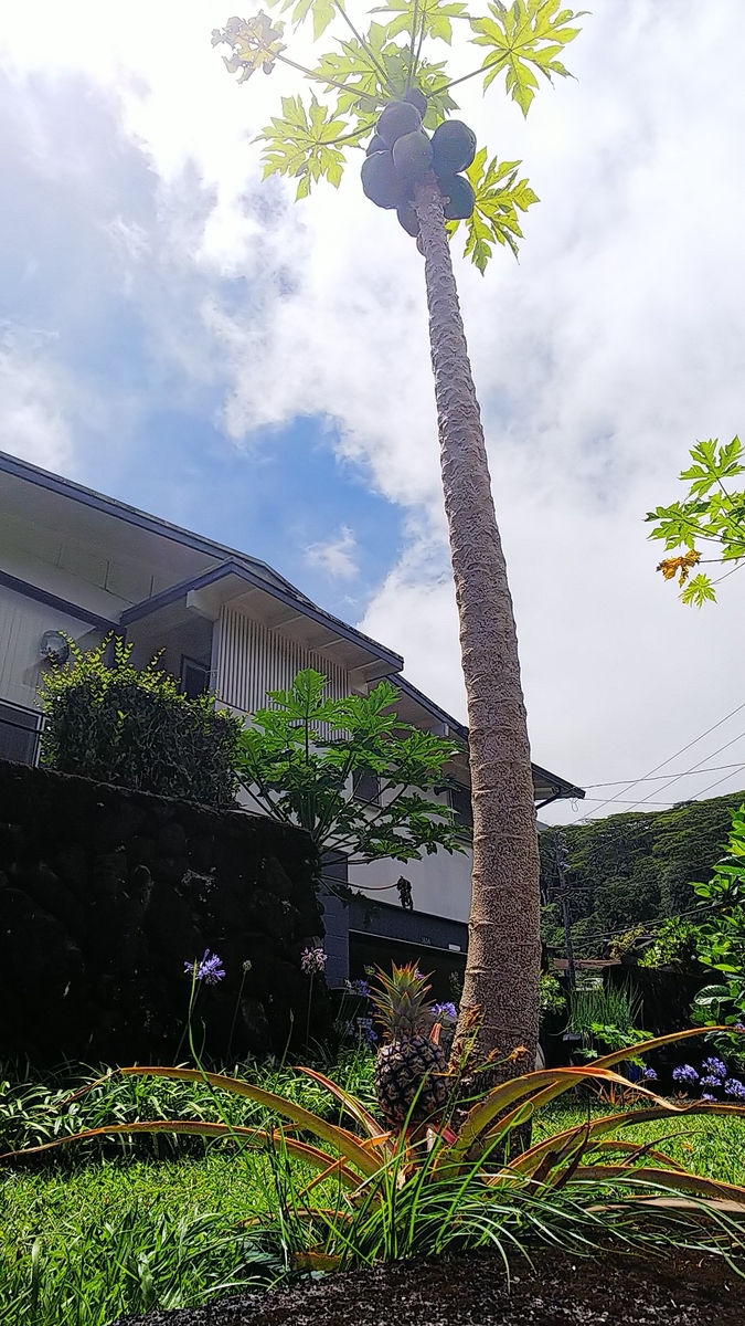 f:id:mylifeafterbc:20190705130706j:plain f:id:mylifeafterbc:20190705130706j:plain