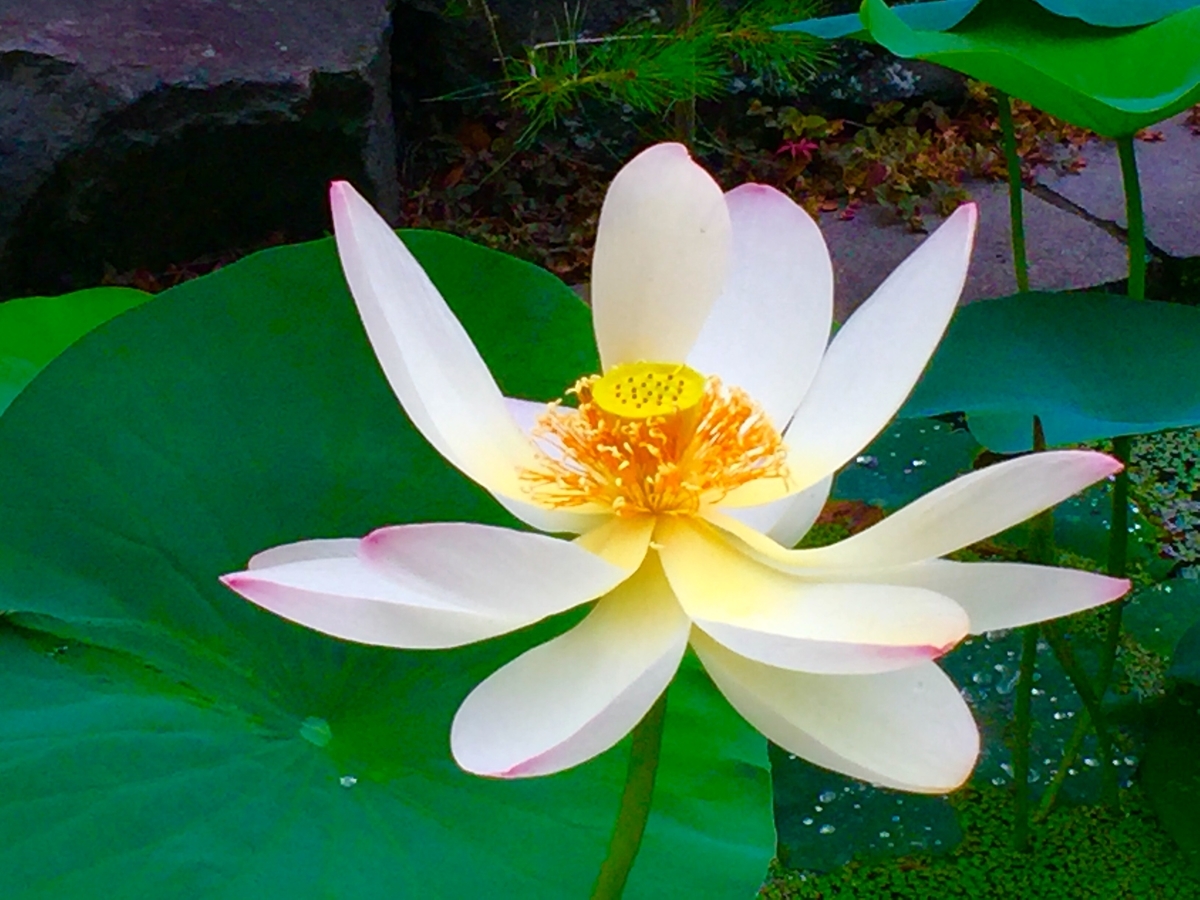 f:id:mylifeafterbc:20190810213543j:plain