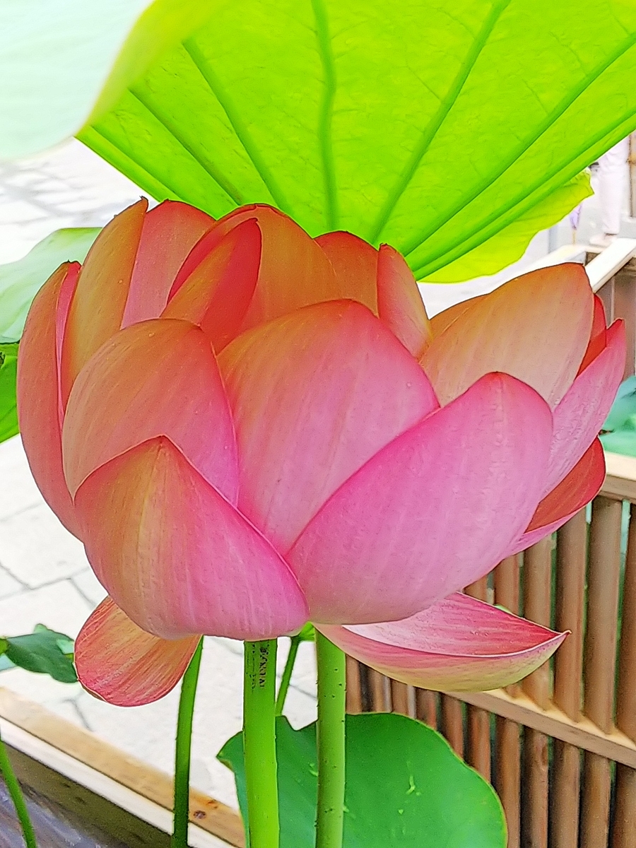 f:id:mylifeafterbc:20190810220150j:plain