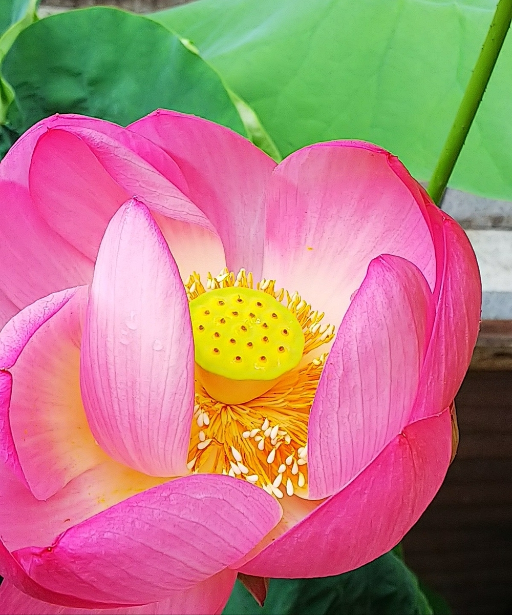 f:id:mylifeafterbc:20190810220620j:plain