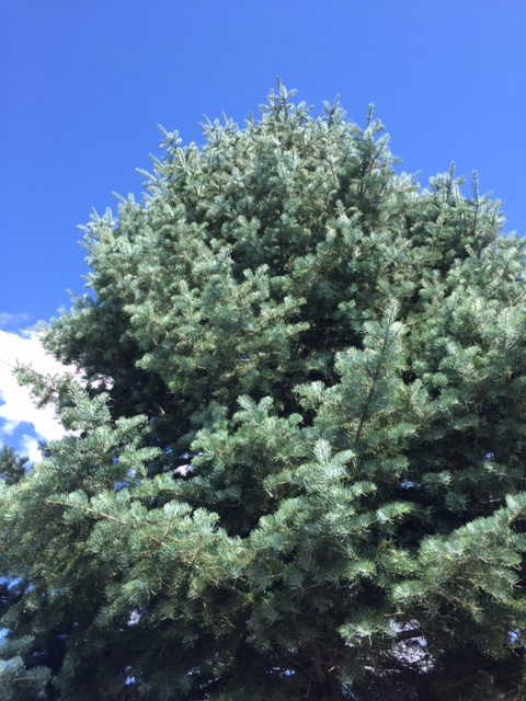 f:id:mylifeafterbc:20190819094022j:plain f:id:mylifeafterbc:20190819094022j:plain