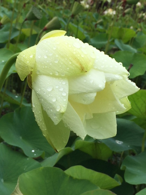 f:id:mylifeafterbc:20190819120423j:plain f:id:mylifeafterbc:20190819120423j:plain