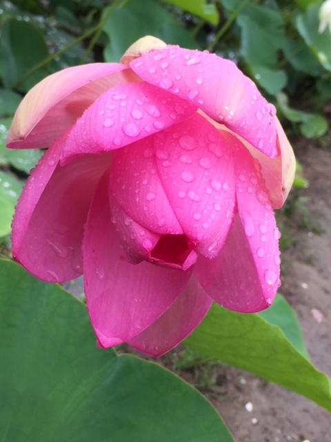 f:id:mylifeafterbc:20190819121141j:plain f:id:mylifeafterbc:20190819121141j:plain