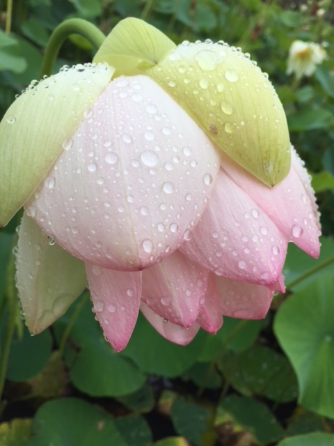 f:id:mylifeafterbc:20190819121403j:plain f:id:mylifeafterbc:20190819121403j:plain