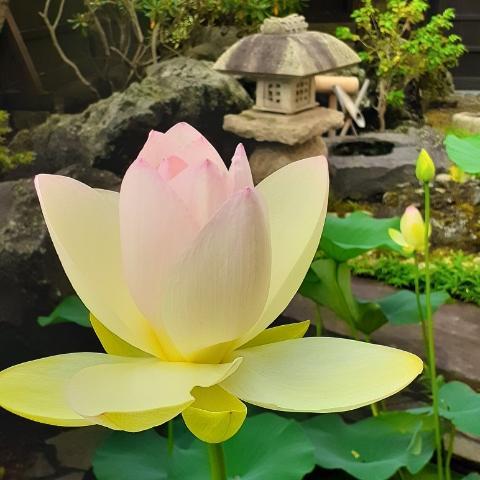 f:id:mylifeafterbc:20210812125308j:plain