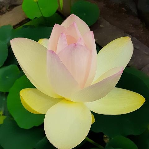 f:id:mylifeafterbc:20210812125435j:plain