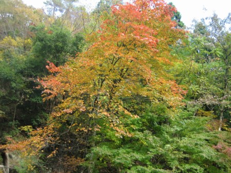 f:id:mymy1020:20101118193249j:image