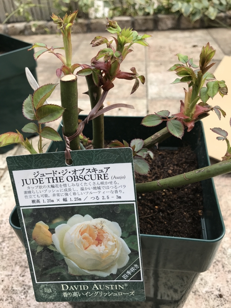 大苗が届きました バラとガーデニングと犬とネコ